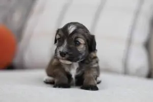 havanese-puppy, havanese-small-dog, havanese-in-vallejo-city, havanese-in-california, havanese-best-small-dog